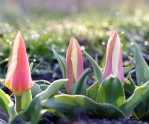 Tulipany Greiga