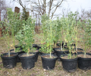 Akcja kryminalnych pod Wąbrzeźnem! Plantacja marihuany zlikwidowana