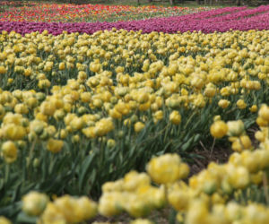 Tulipany na polach w Chrzypsku Wielkim