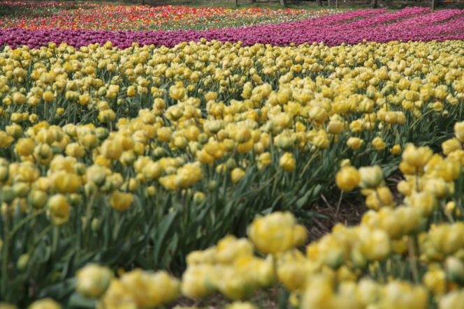 Tulipany na polach w Chrzypsku Wielkim