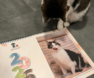 Kot Pandek zapozował do kalendarza KTOZ na 2026 rok