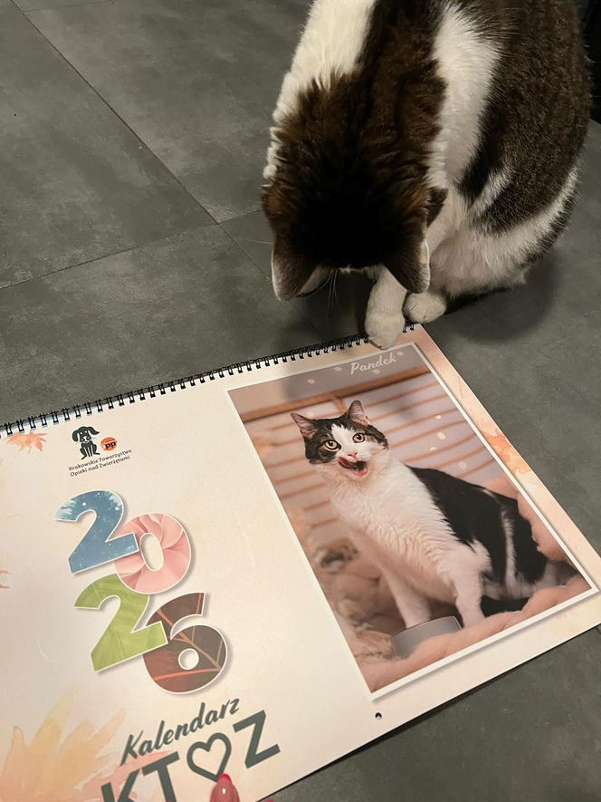 Kot Pandek zapozował do kalendarza KTOZ na 2026 rok