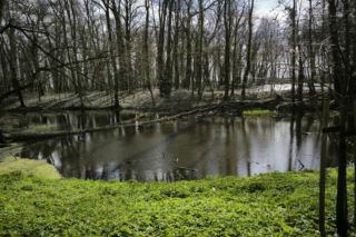 Pałac w Pawłowicach