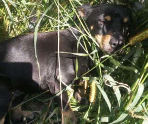 Okalecza i porzuca psy. Bestia wciąż na wolności, czy dojdzie do kolejnej tragedii?