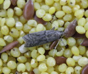 Mole spożywcze w magazynach – jak skutecznie je powstrzymać?