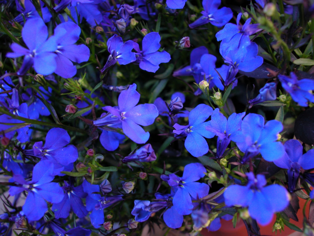 Lobelia przylądkowa