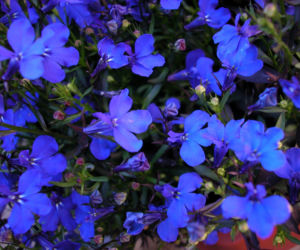 Lobelia przylądkowa