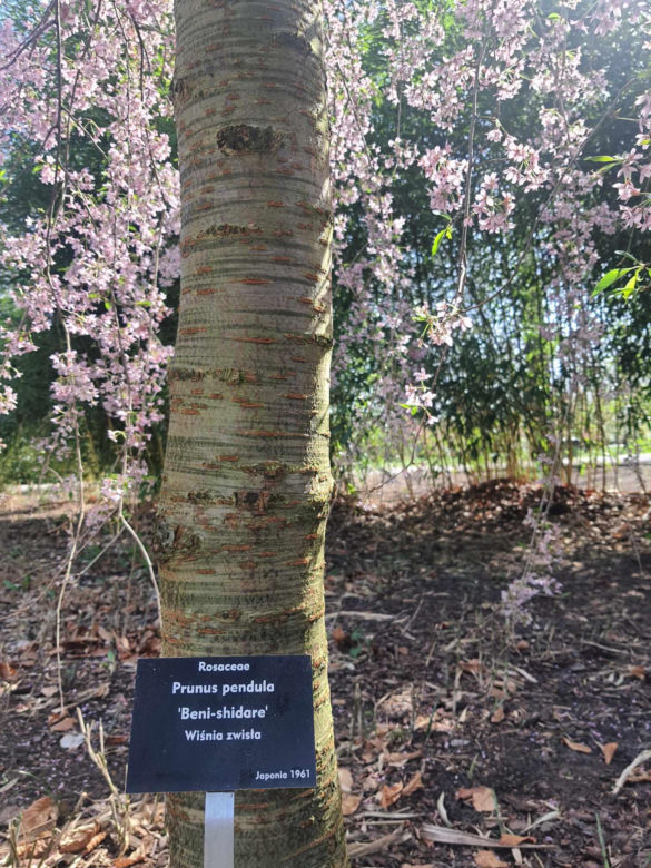 Kwitnące wiśnie i magnolie w Ogrodzie Botanicznym w Powsinie