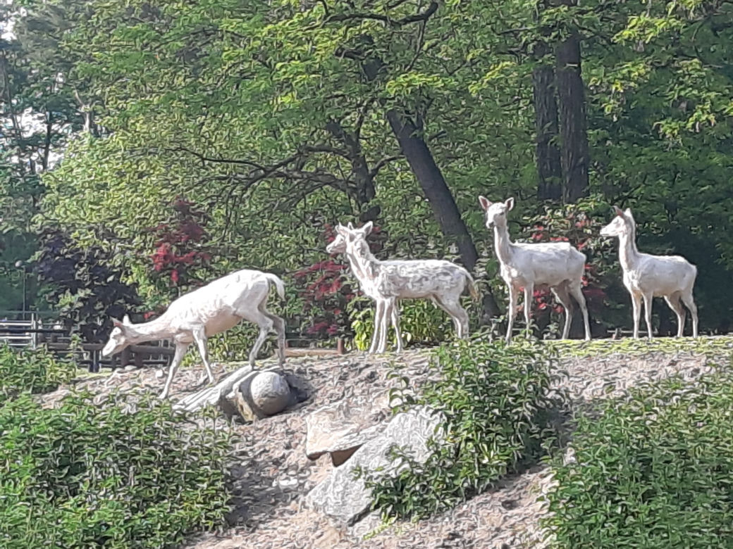 Nowe zwierzęta w Mini ZOO w Lesznie