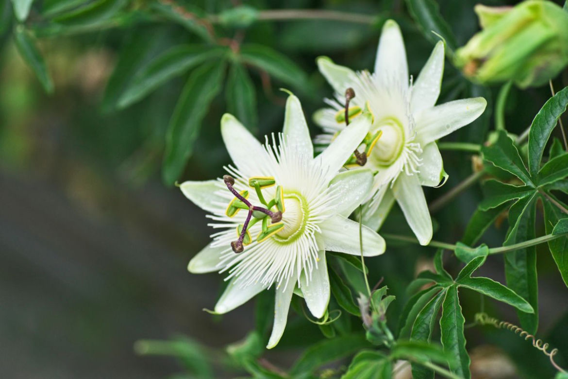 Passiflora