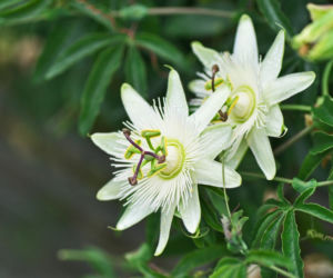 Passiflora