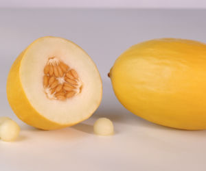 Melon miodowy