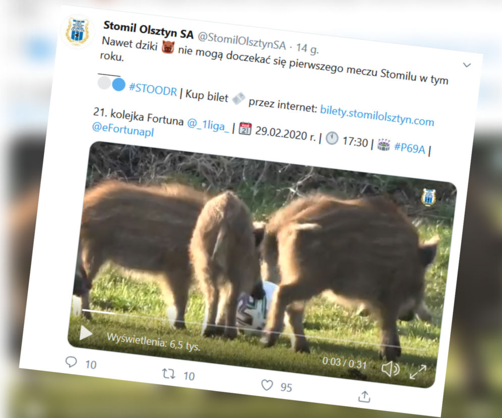 Dziki na boisku treningowym Stomilu Olsztyn
