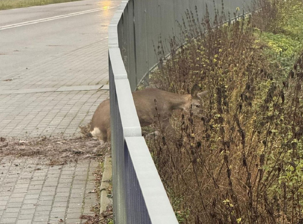 Walczyli o życie sarny uwięzionej w pułapce. Utknęła między metalowymi barierkami