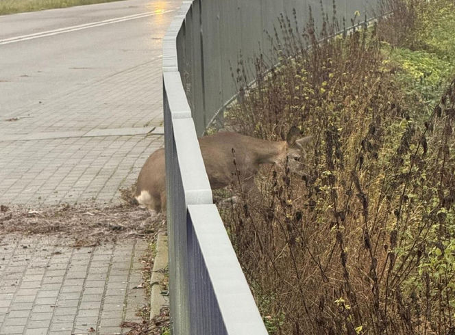 Walczyli o życie sarny uwięzionej w pułapce. Utknęła między metalowymi barierkami
