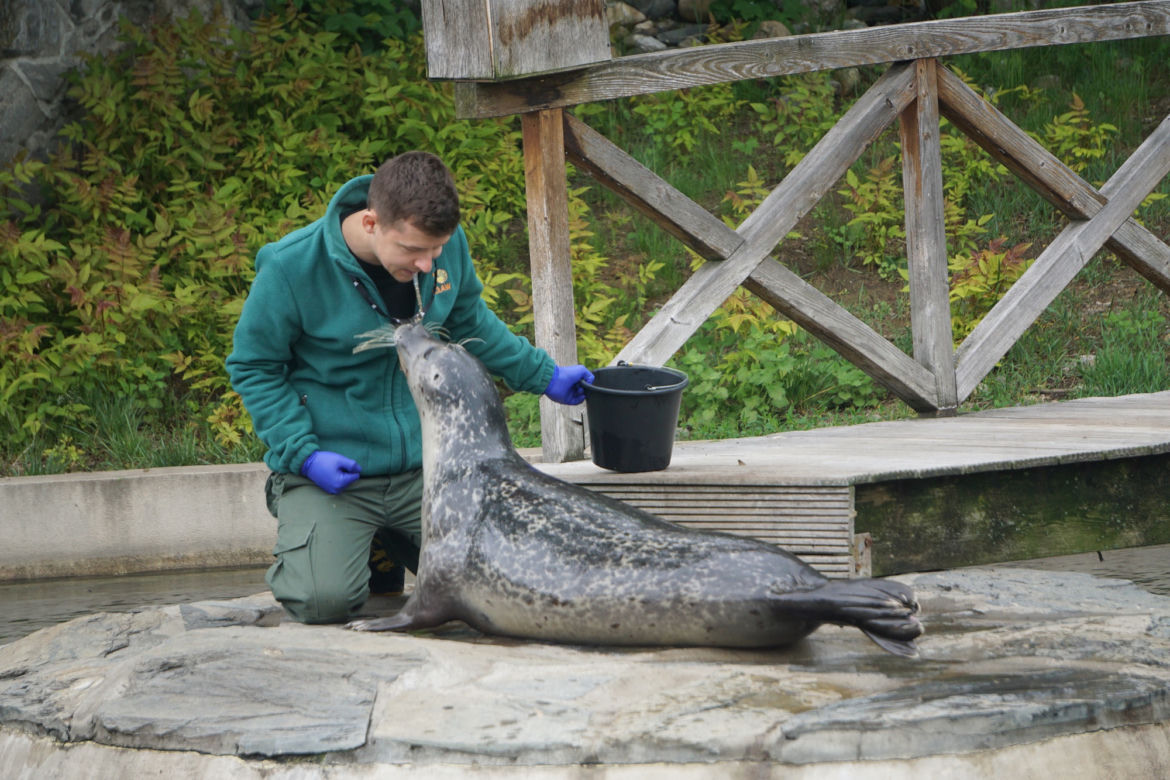 Zoo Wrocław: Foka pospolita