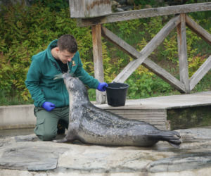 Zoo Wrocław: Foka pospolita