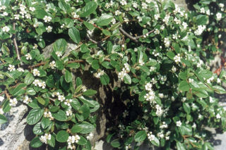 Irga Dammera - Cotoneaster dammeri 
