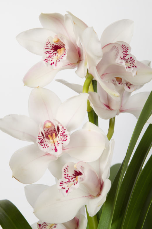 Cymbidium