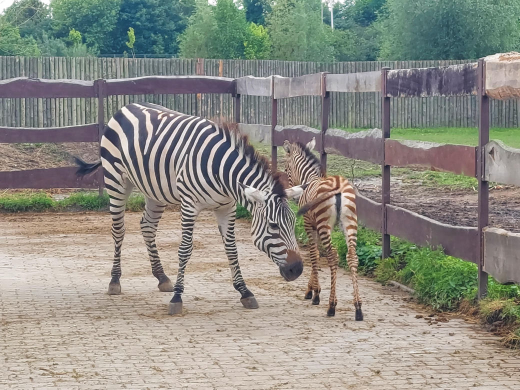 Mała zebra w zamojskim ZOO