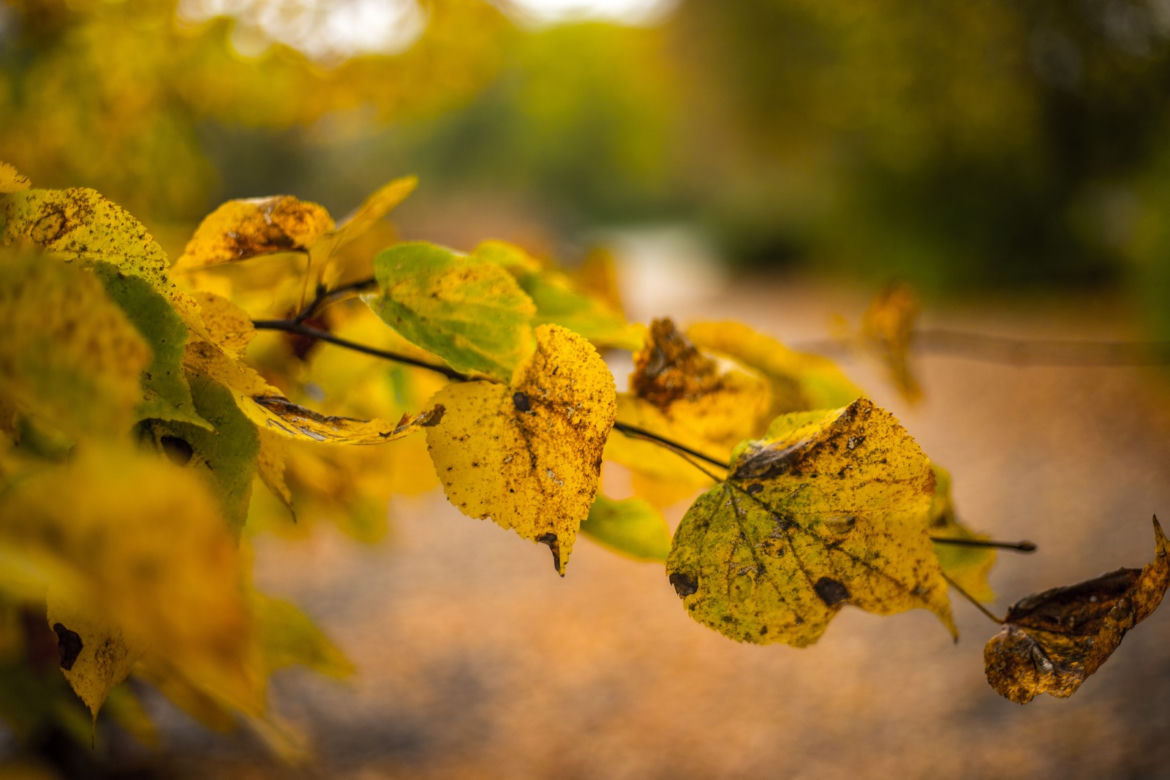 Park Śląski jesienią jest naprawdę piękny