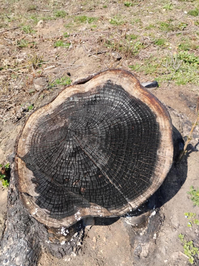 Kontrowersyjna sprawa wycinki drzew