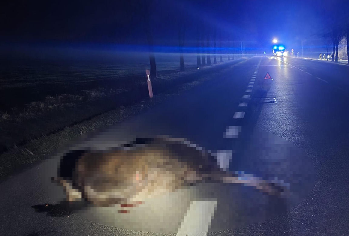 Potężny łoś wyskoczył z przydrożnego rowu. Przebił racicami dach auta i poważnie ranił 29-latkę