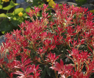 Pieris japoński: zimozielony skarb ogrodu - jak go uprawiać?