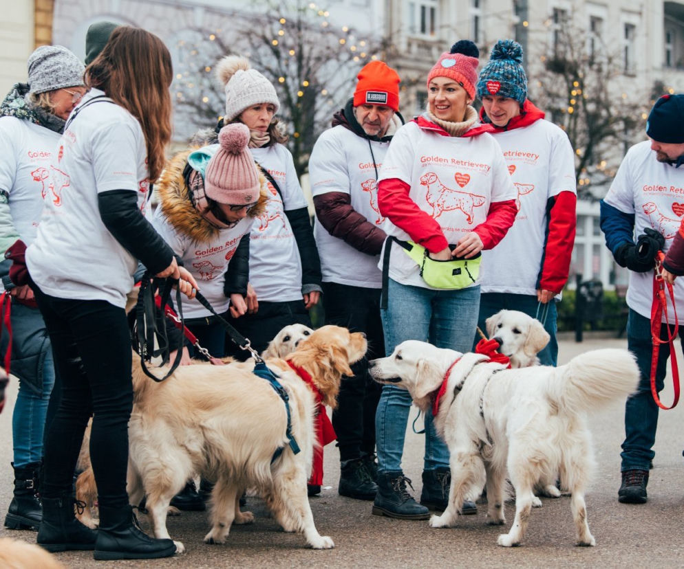 Golden retrievery dla WOŚP