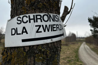 Zabrali dzieciom psa. Urzędnicy przyznali później: nie było podstaw!