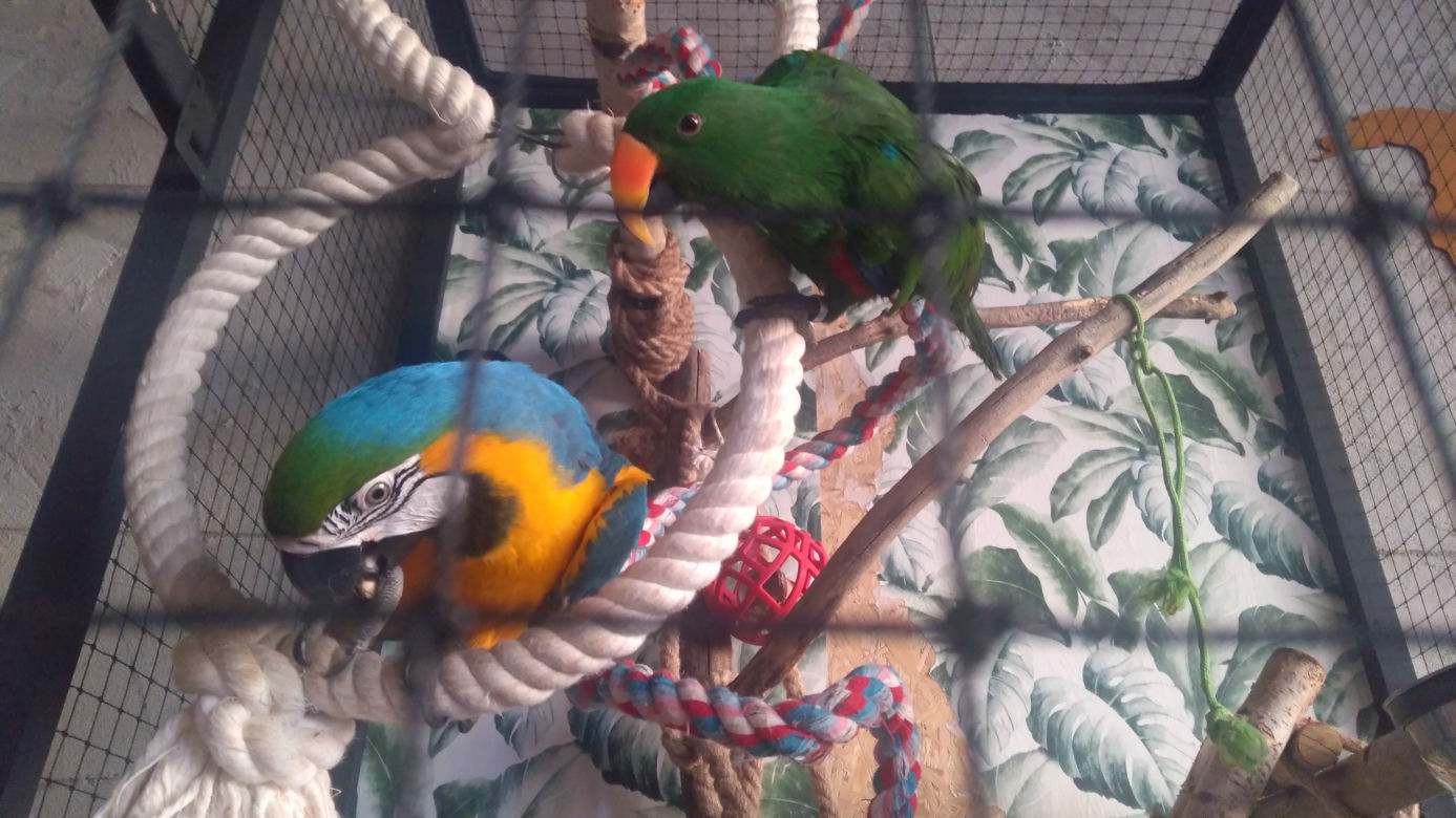 Parrot Coffee