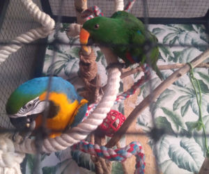 Parrot Coffee
