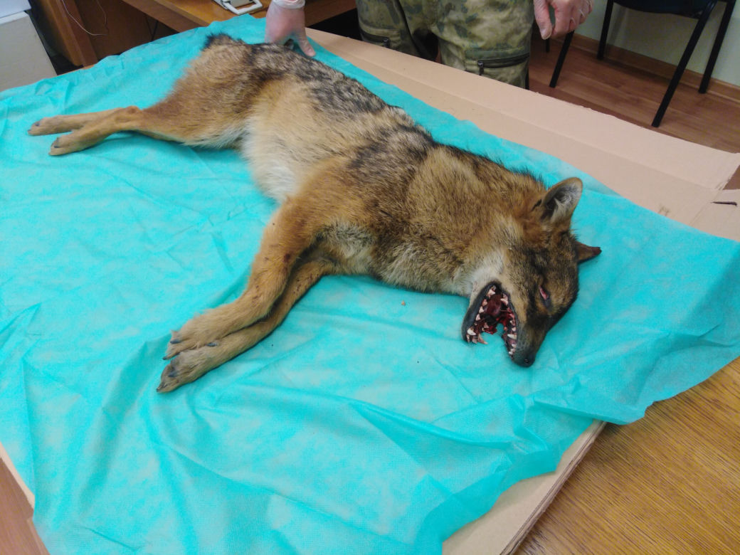Wypadek w Krakowie. Samochód potrącił... szakala złocistego