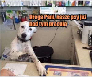 Dzień Psa 2026. Te memy pisało samo życie!