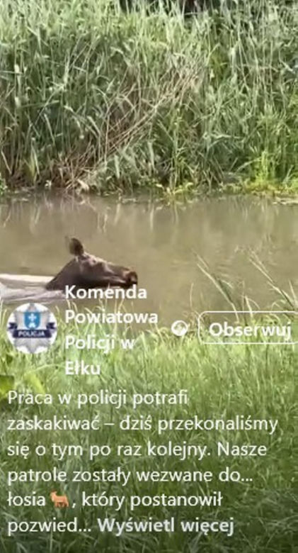 Łoś pływał w rzece i spacerował po Ełku! 