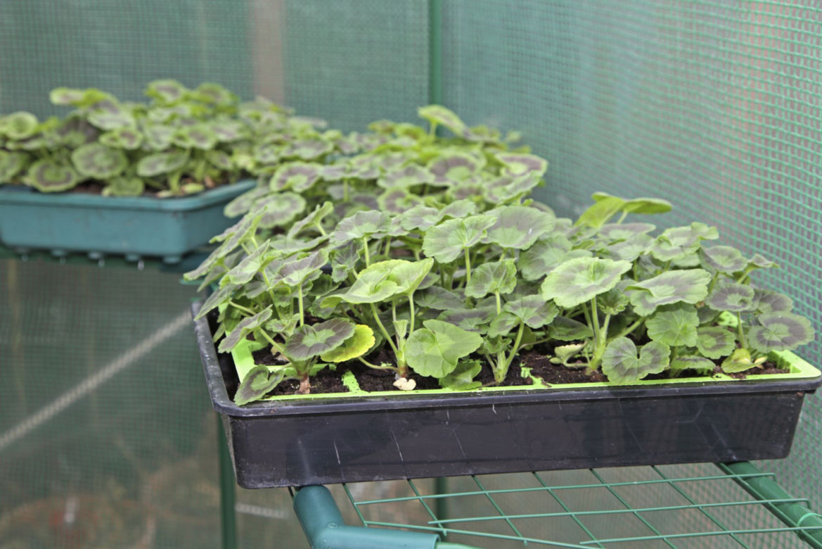 Sadzonkowanie pelargonii