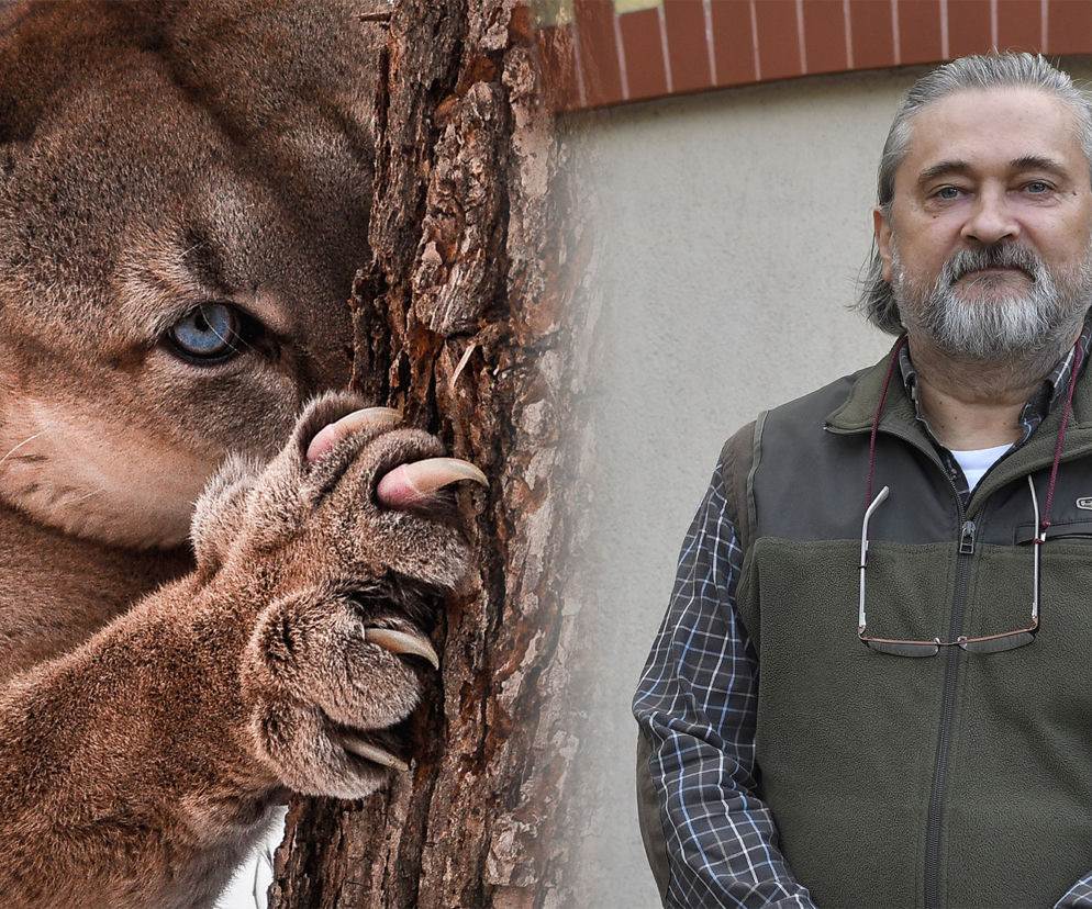 Puma i dyrektor ZOO