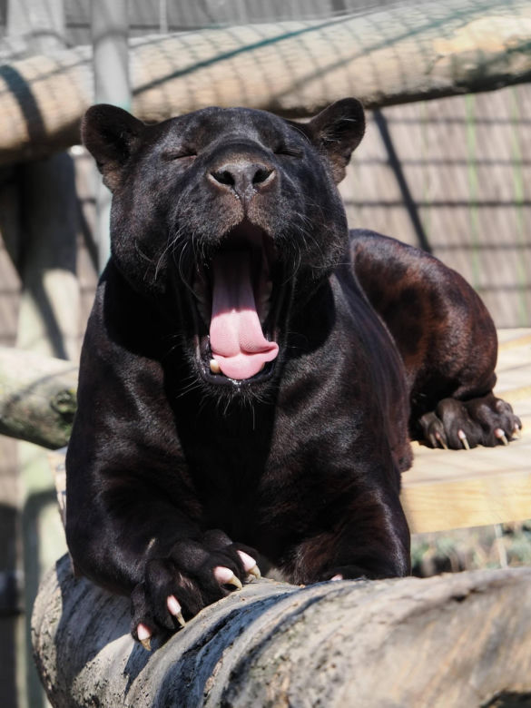 Nowi mieszkańcy zoo w Wojciechowie