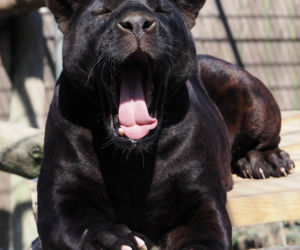 Nowi mieszkańcy zoo w Wojciechowie