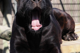 Nowi mieszkańcy zoo w Wojciechowie