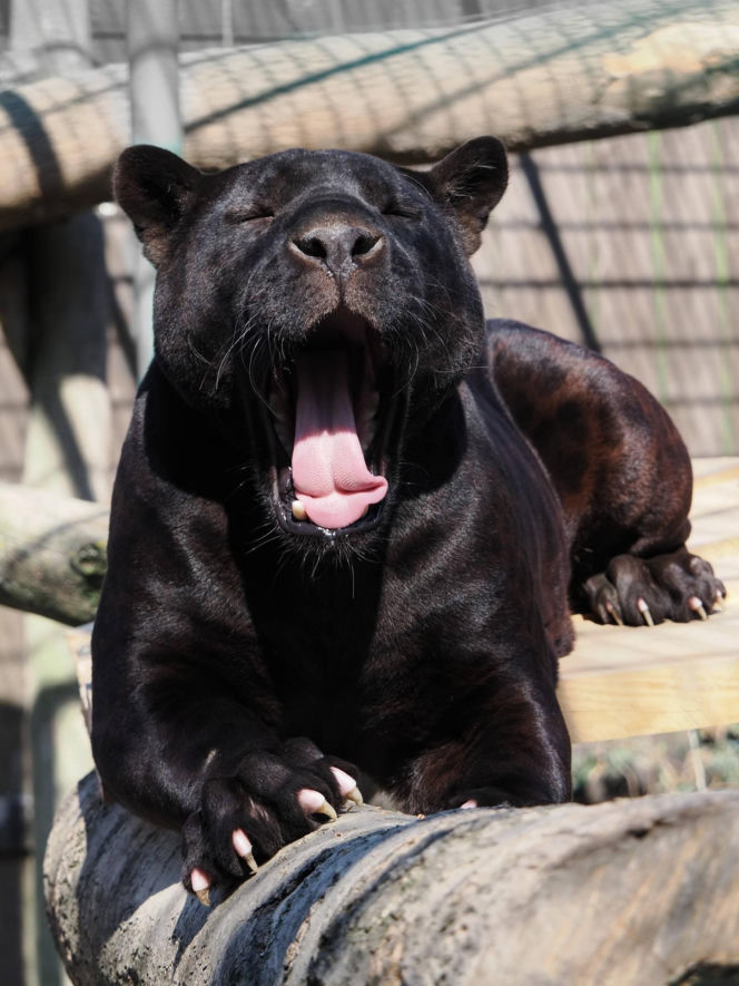 Nowi mieszkańcy zoo w Wojciechowie