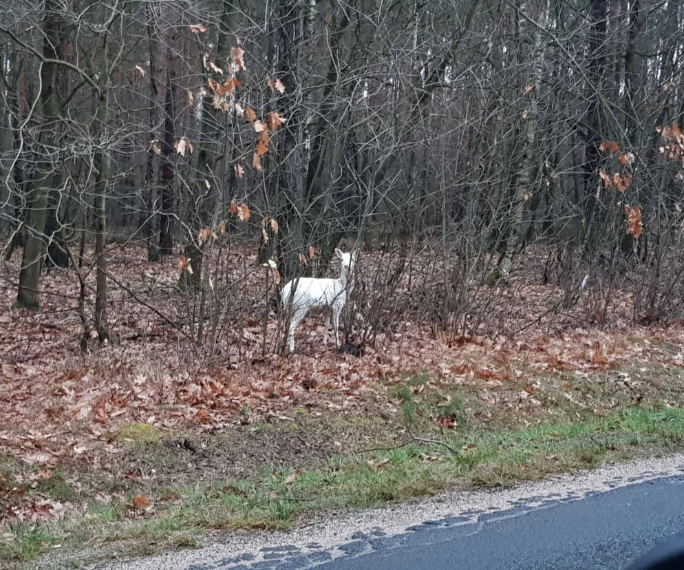 Sarna albinos na Dolnym Śląsku