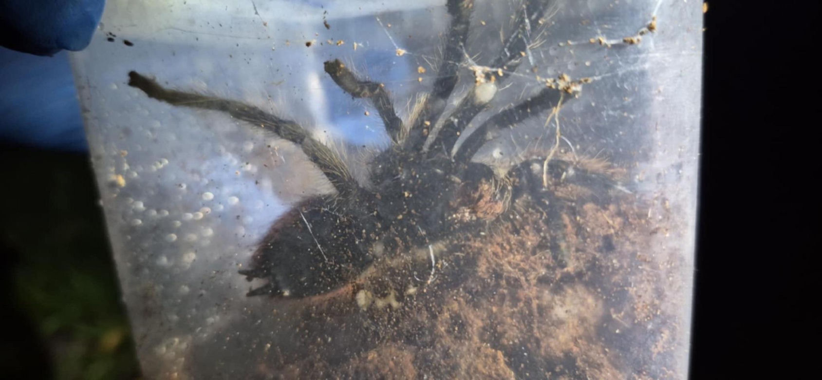 Otworzył kosz na śmieci i zamarł! Odkrycie jak z horroru w Krakowie