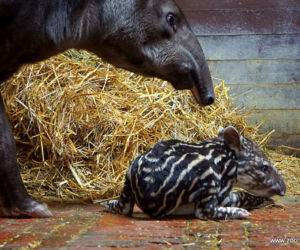 Mała Sara z wrocławskiego zoo
