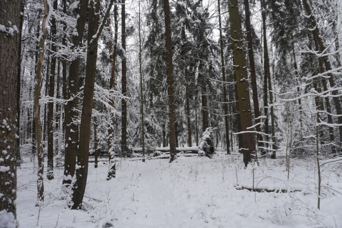 To miejsce zimą przypomina Narnię. Las Zwierzyniecki znajduje się w sercu Białegostoku [ZDJĘCIA]