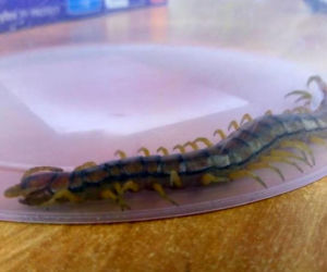 Skolopendra paskowana