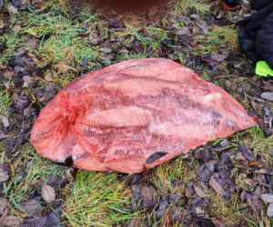 Afera nad jeziorem Bikcze. Wędkarze zgłosili się do pomocy, potem zabrali ryby