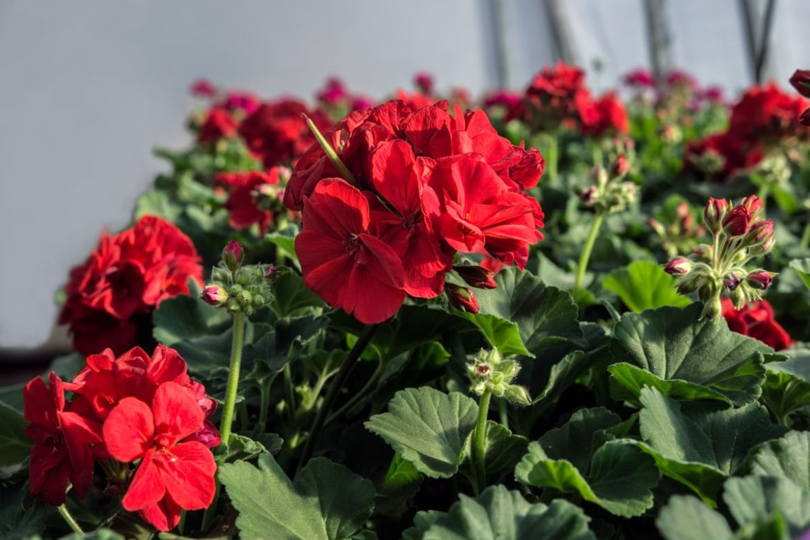 Jak nawozić pelargonie?