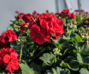 Pelargonie