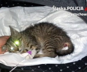 Czestochowa. Kotek potrącony przez samochód. Pomogli mu policjanci